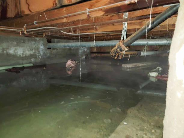  Porter Heights, TX Water damage restoration Pros